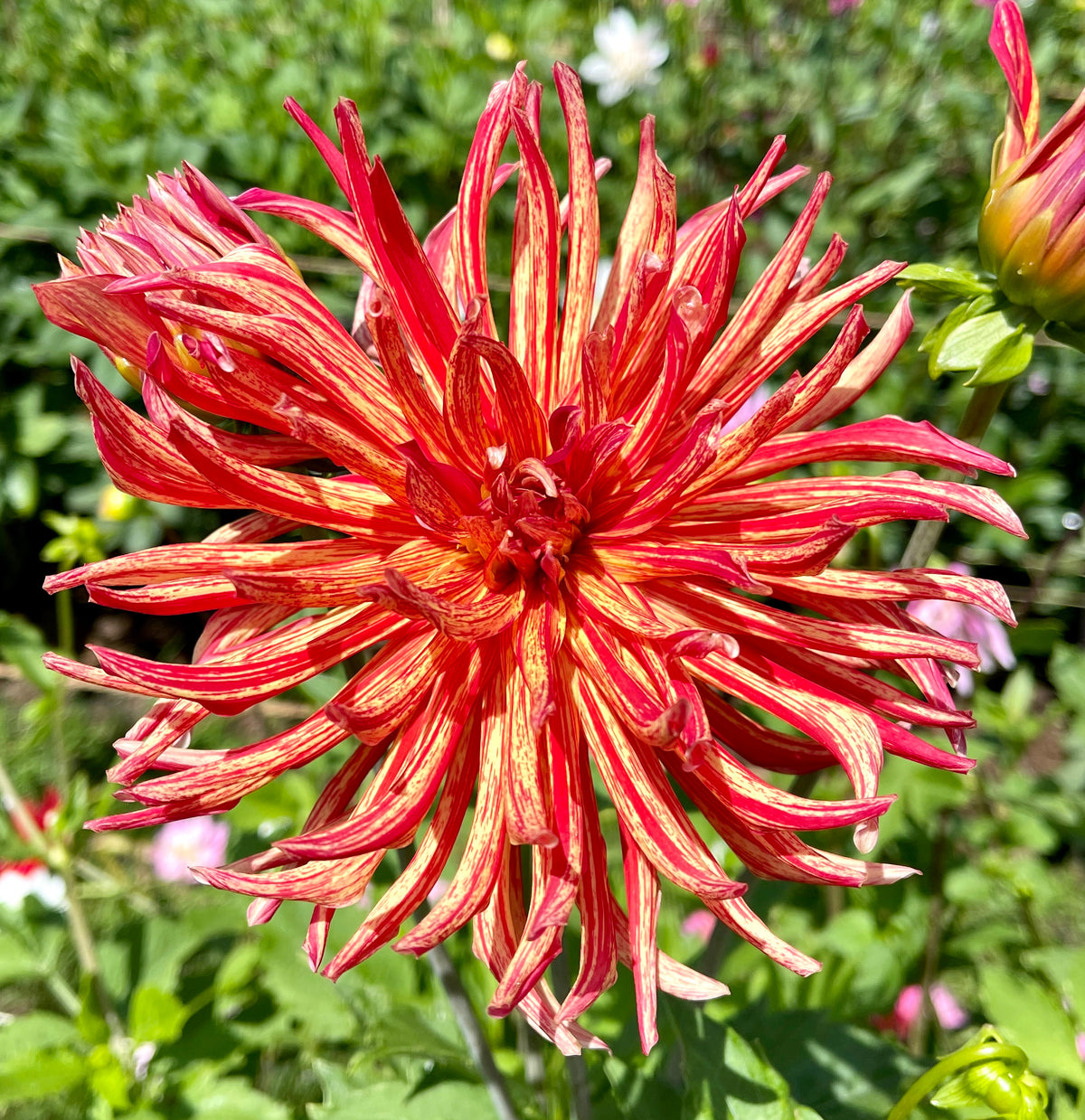 Shandy – Southern Highlands Flower Farm