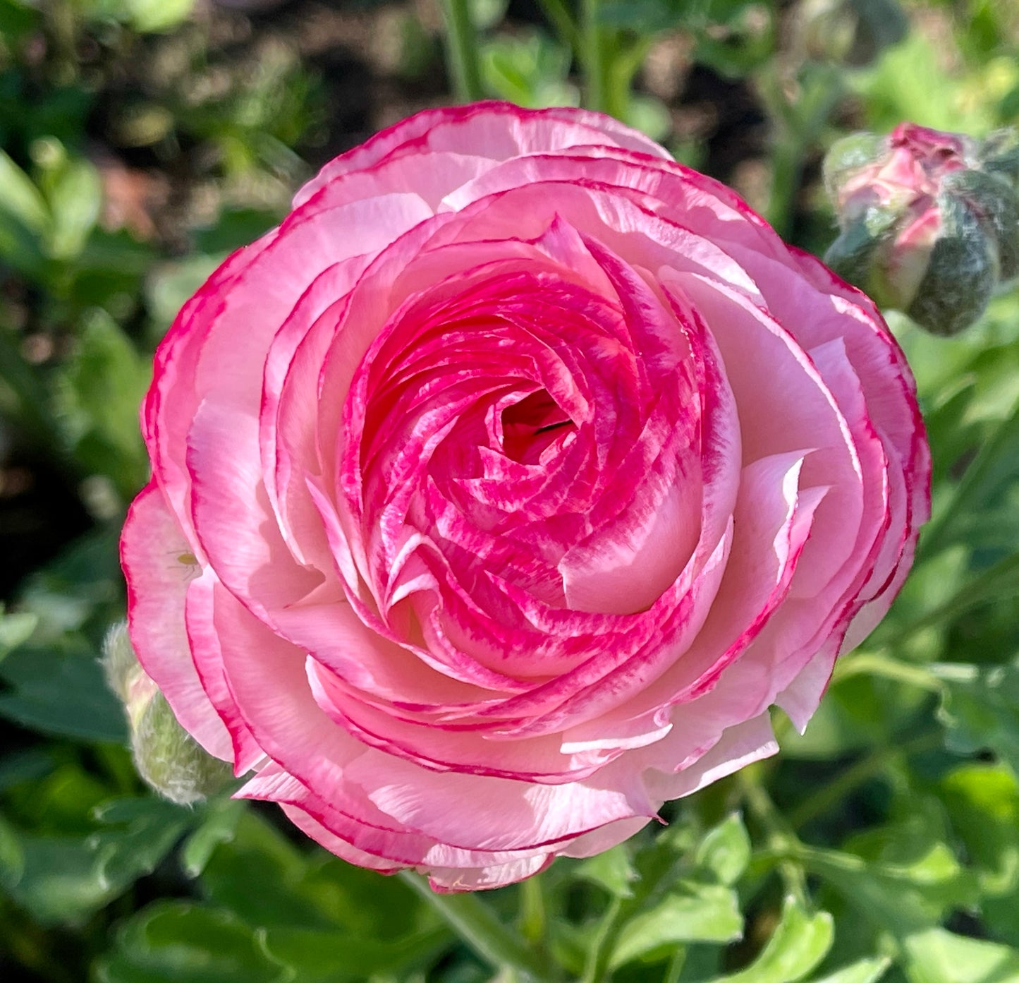 Italian Ranunculus 'Bianco Sfumato' - 5 CORMS