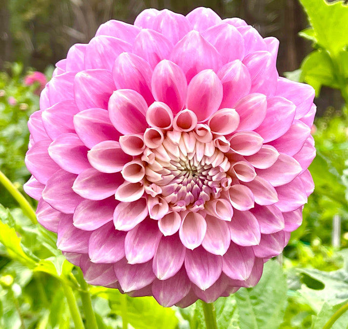 Devan Flower Devon Seattle – Southern Highlands Flower Farm