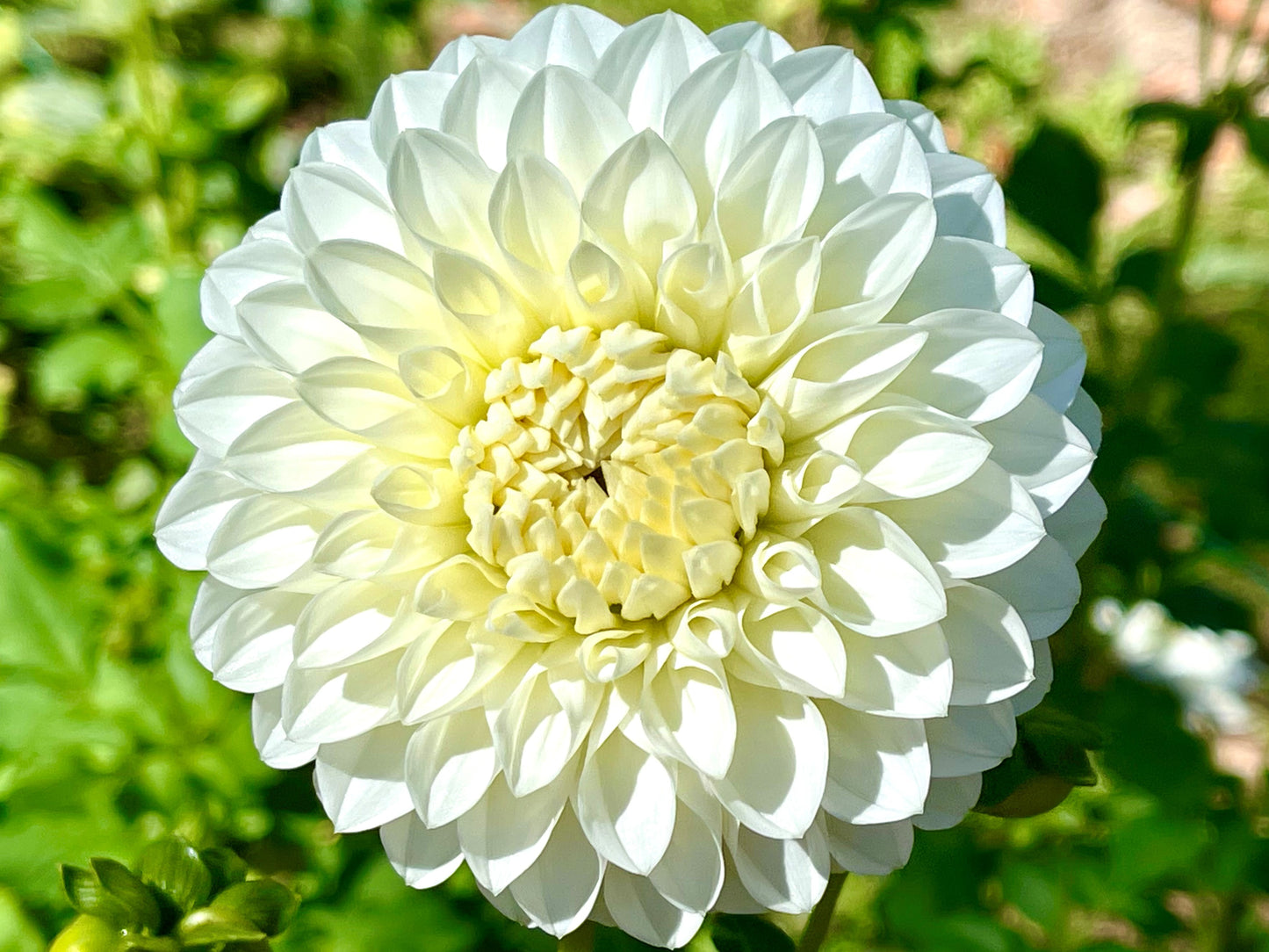 Boundary Snowflake