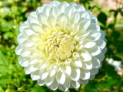 Boundary Snowflake