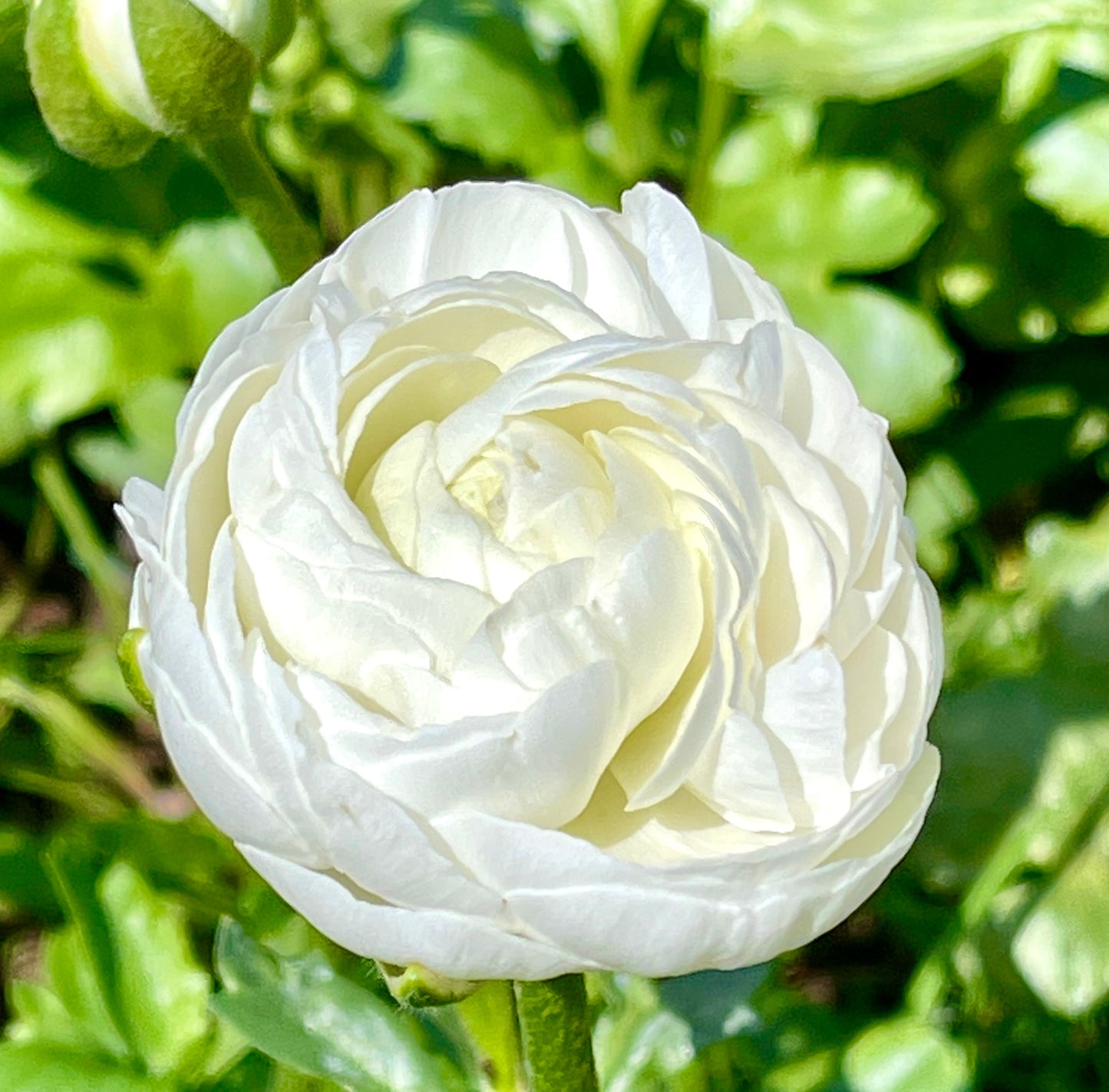 Italian Ranunculus 'Bianco 31-16' - 5 CORMS