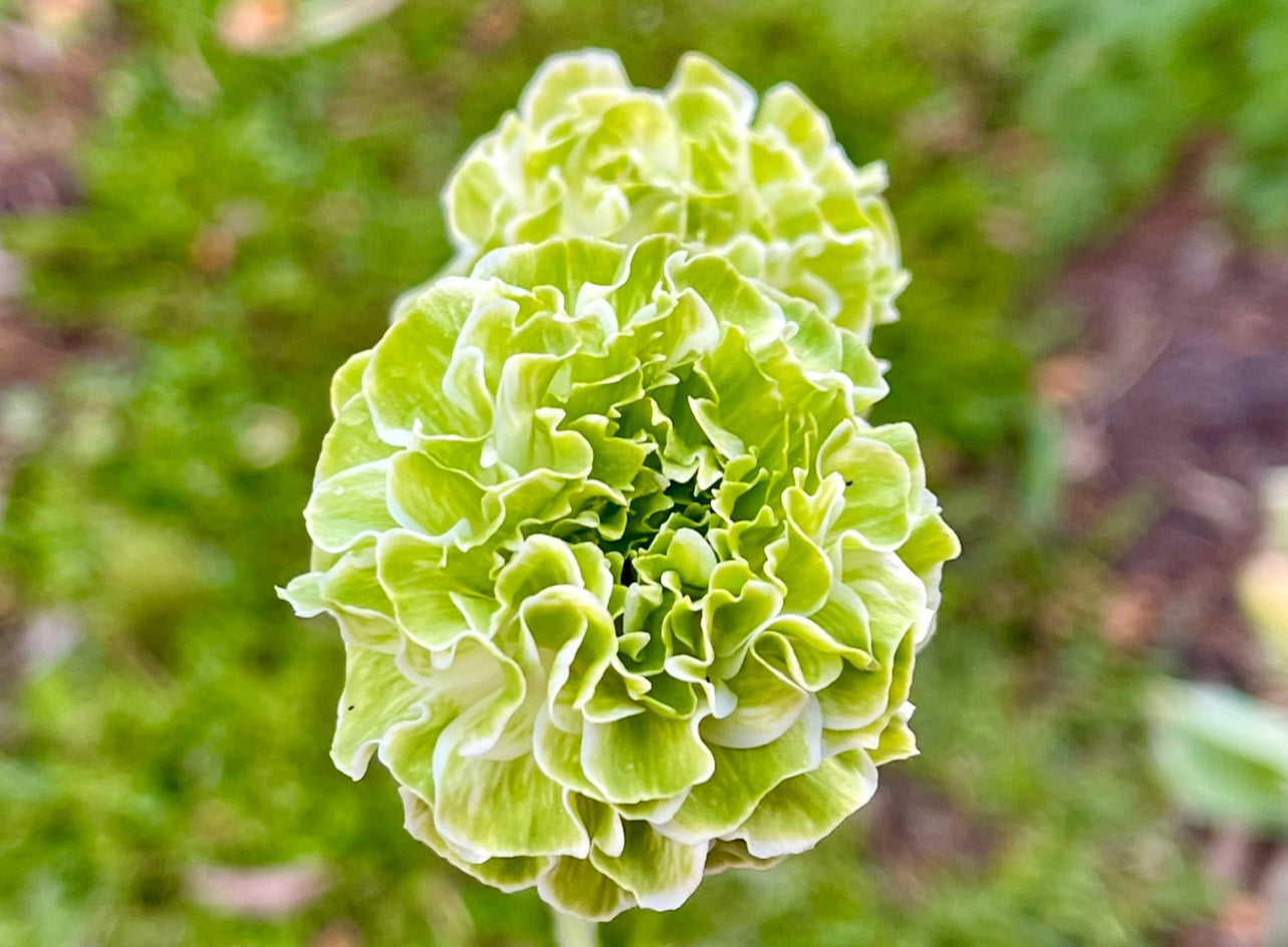 Italian Ranunculus 'Festival Bianco' - 5 CORMS