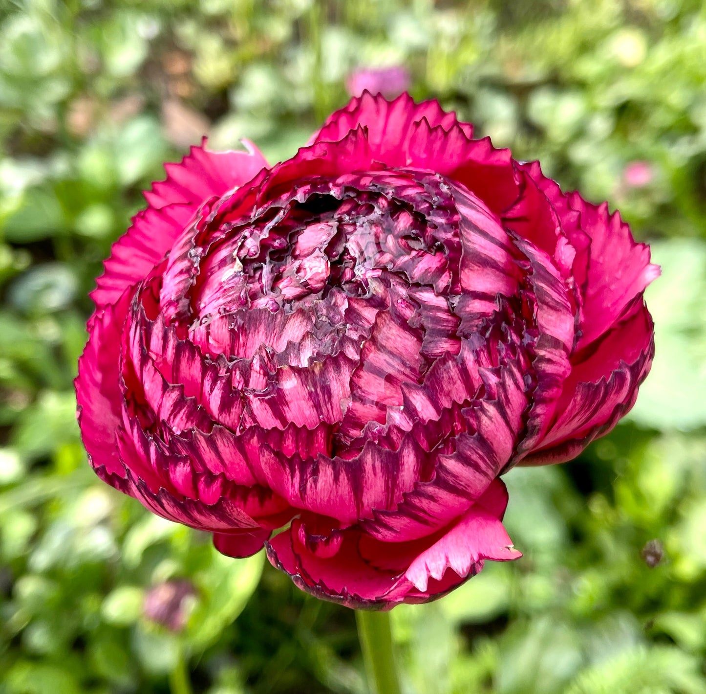 Italian Ranunculus 'Rosa Striato 69-16' - 5 CORMS