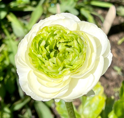 Italian Ranunculus 'Festival Bianco' - 5 CORMS