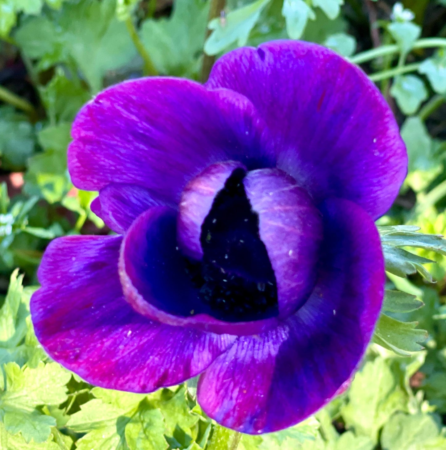 Italian Anemone Rainbow Mix - 5 CORMS