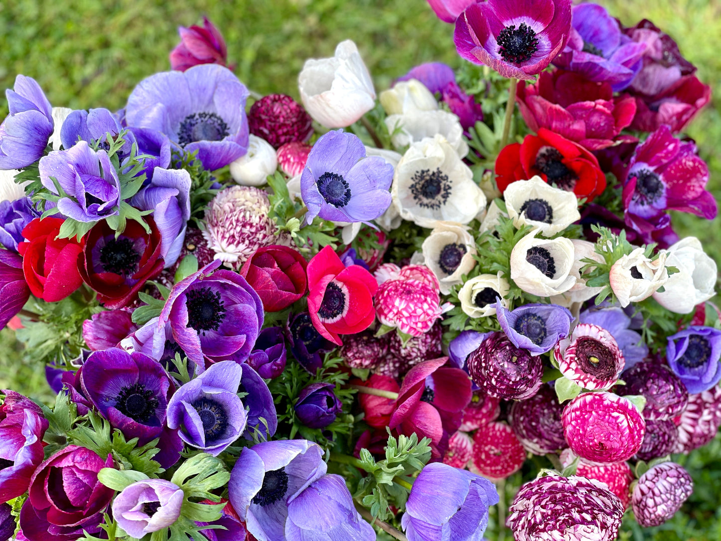 Italian Anemone Rainbow Mix - 5 CORMS