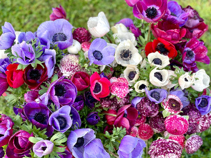 Italian Anemone Rainbow Mix - 5 CORMS