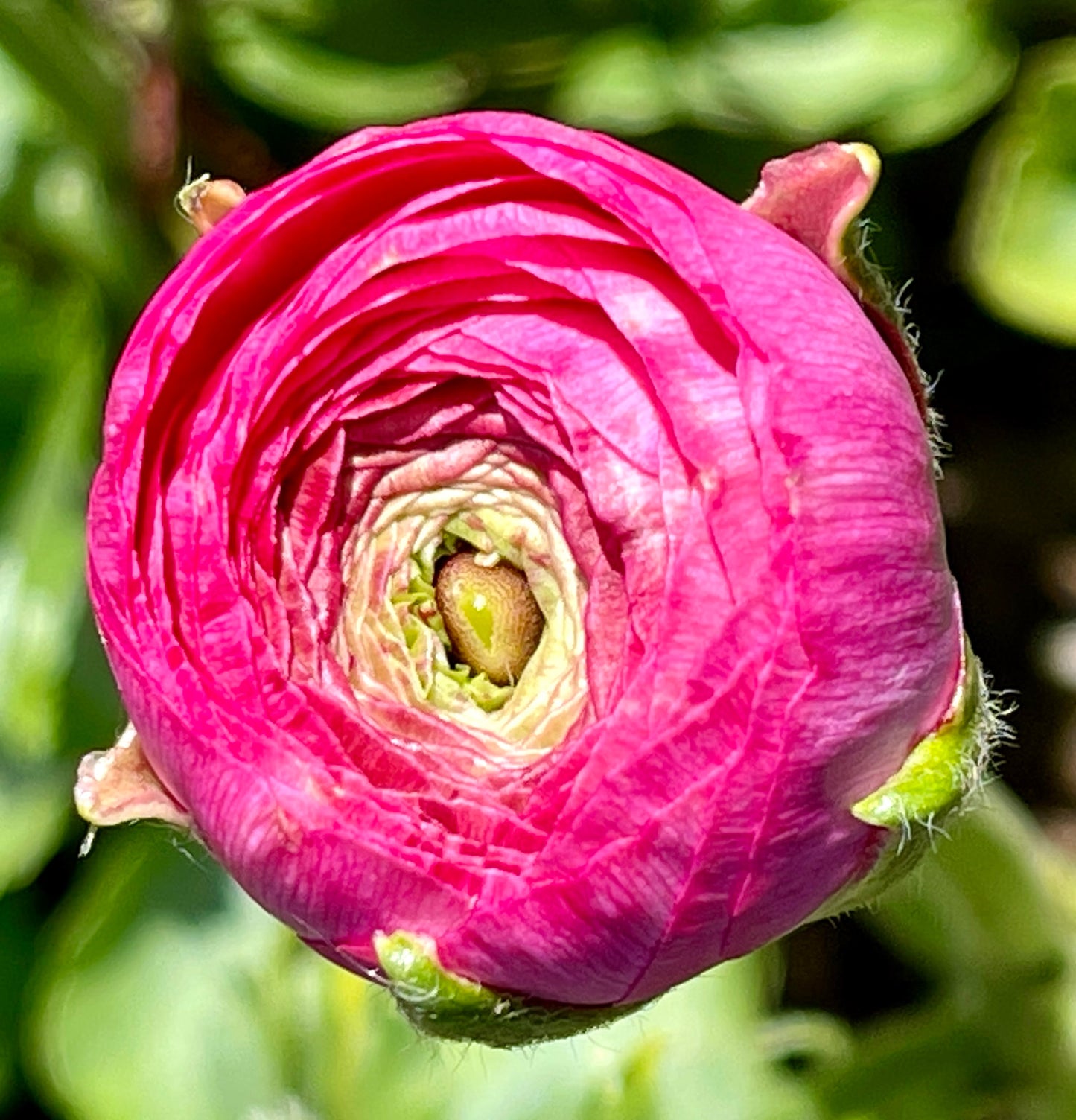 Italian Ranunculus Pink Mix - 5 CORMS