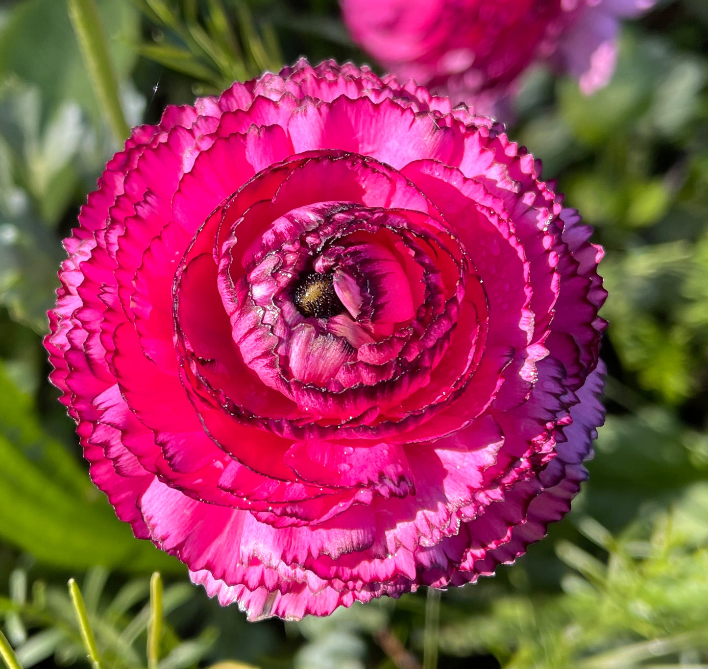 Italian Ranunculus 'Rosa Striato 69-16' - 5 CORMS