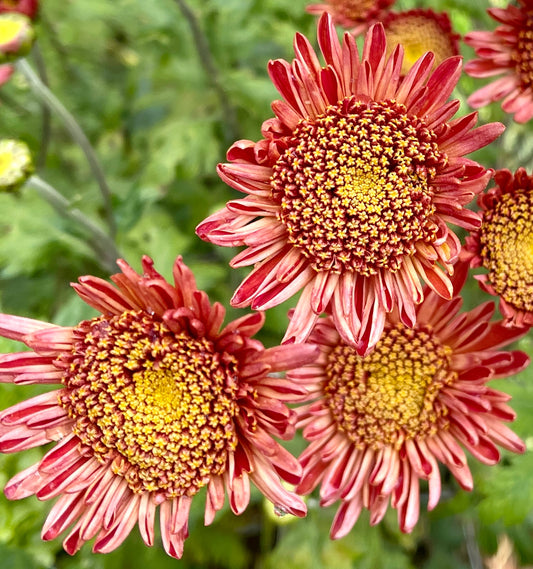 Heirloom Chrysanthemum - SEATON'S ROSIE