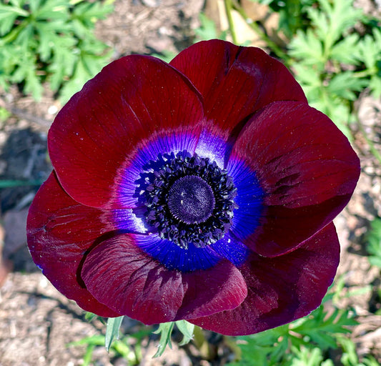 Italian Anemone Rainbow Mix - 5 CORMS