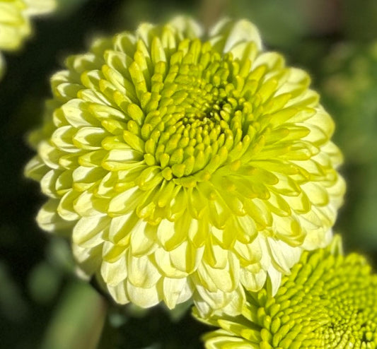 Heirloom Chrysanthemum - DISCOVERY