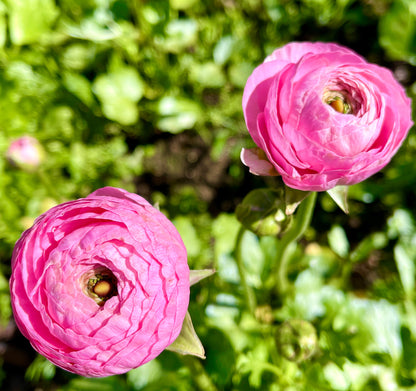 Italian Ranunculus 'Rosa Scuro 93-10' - 5 CORMS