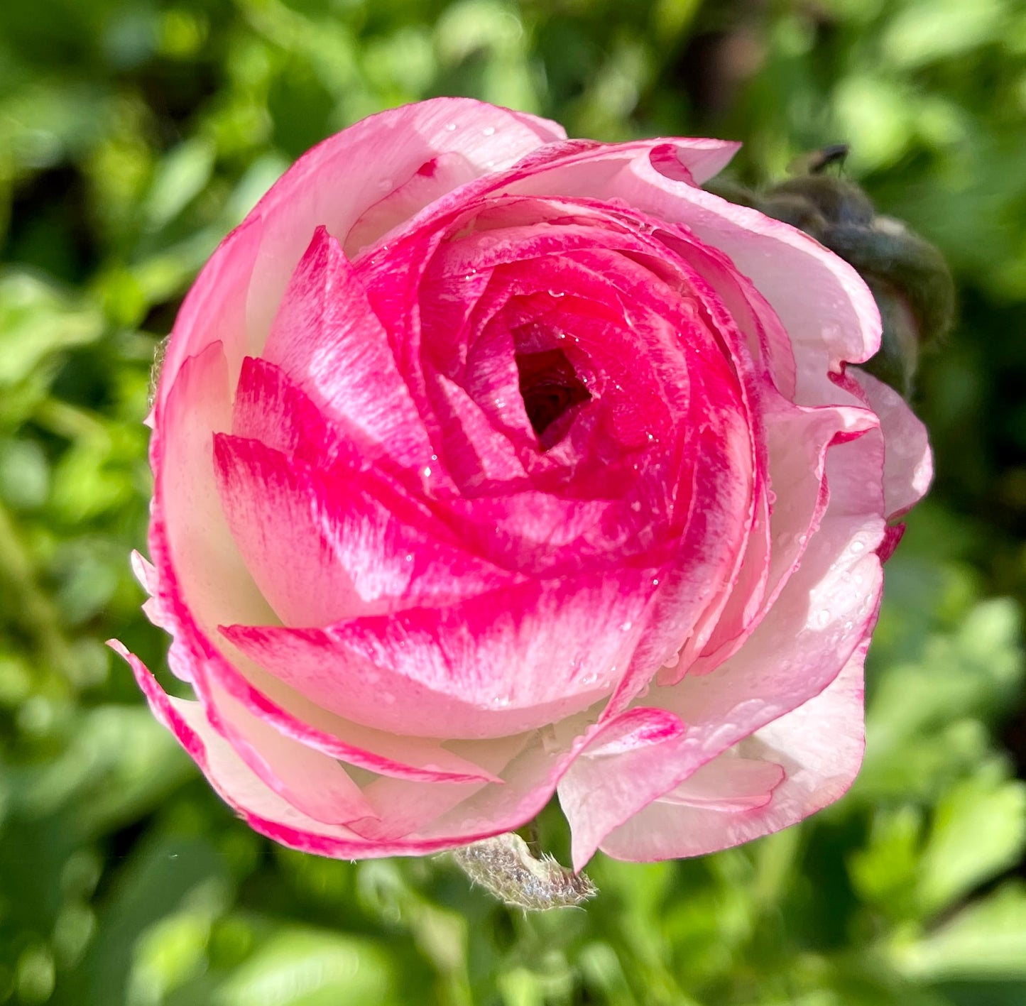 Italian Ranunculus 'Bianco Sfumato' - 5 CORMS