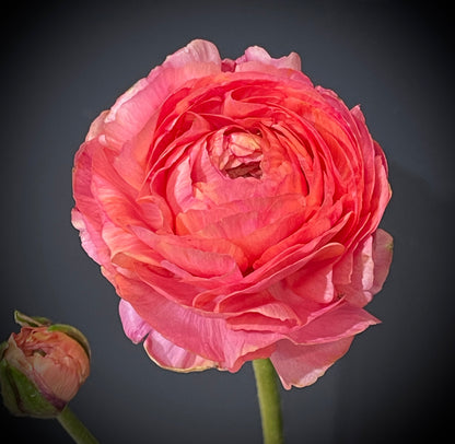 Italian Ranunculus 'Salmone' & 'Pastello' - 5 CORMS