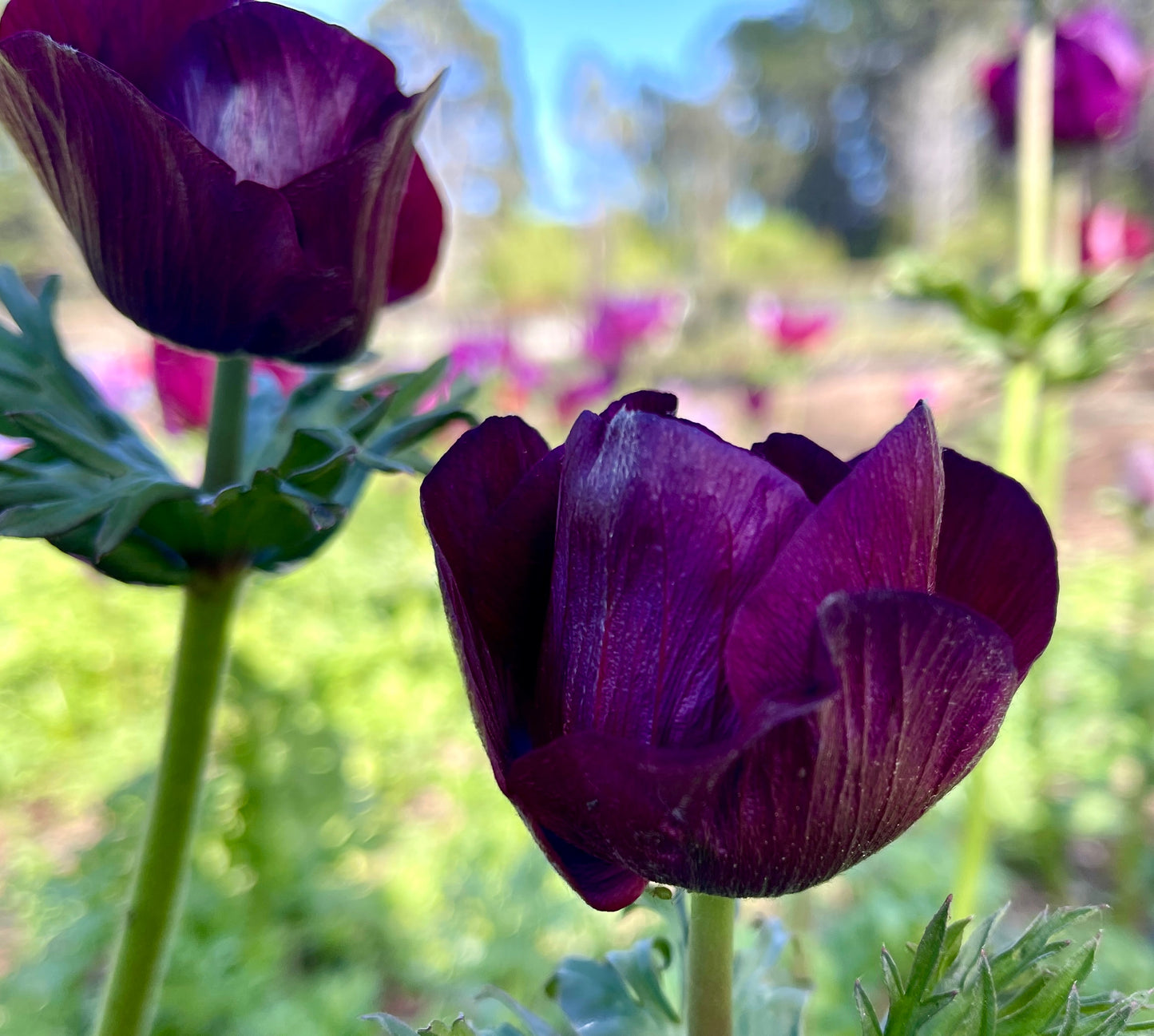 Italian Anemone 'Bordeaux' - 5 CORMS