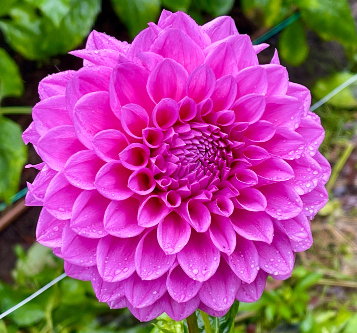 Devan Flower Devon Glen – Southern Highlands Flower Farm