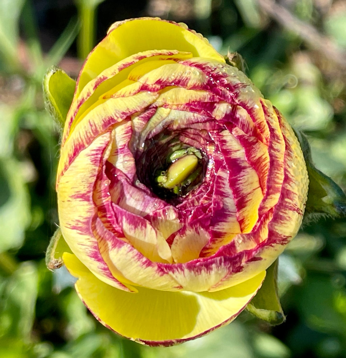 Italian Ranunculus 'Giallo Striato 65-09' - 5 CORMS