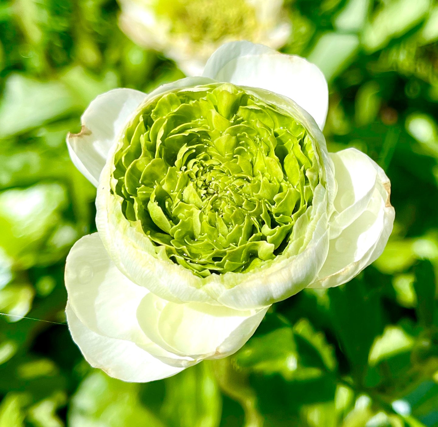 Italian Ranunculus 'Festival Bianco' - 5 CORMS