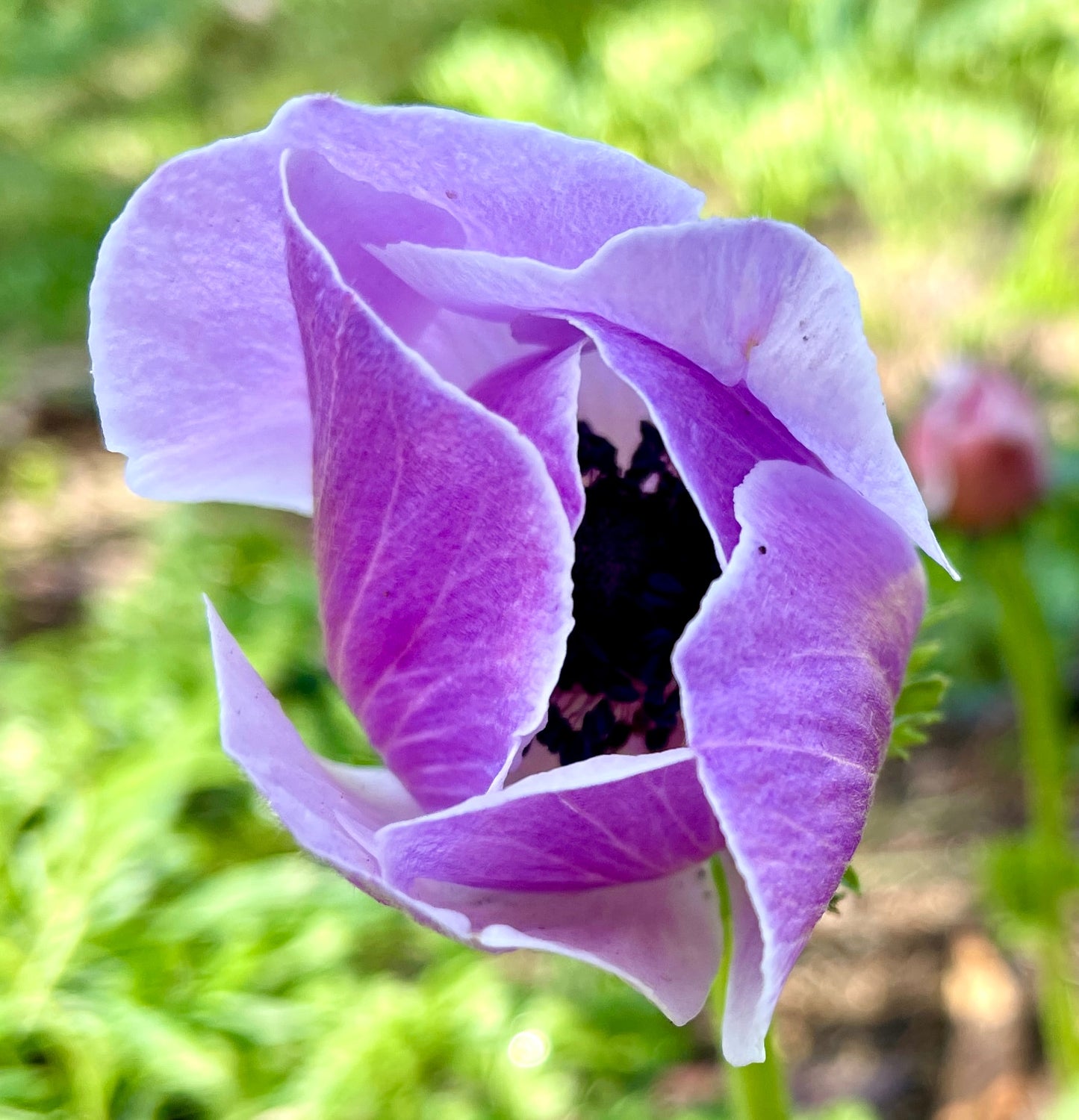 Italian Anemone Rainbow Mix - 5 CORMS