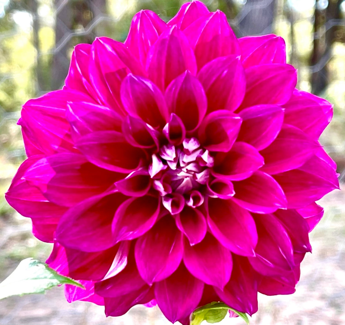 Devan Flower Devon Ultimate – Southern Highlands Flower Farm