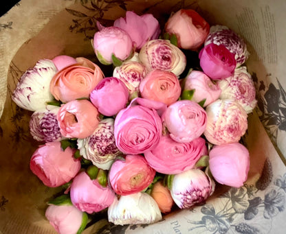 Italian Ranunculus 'Salmone' & 'Pastello' - 5 CORMS