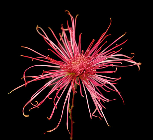 Chrysanthemum - FLEUR DE LYS