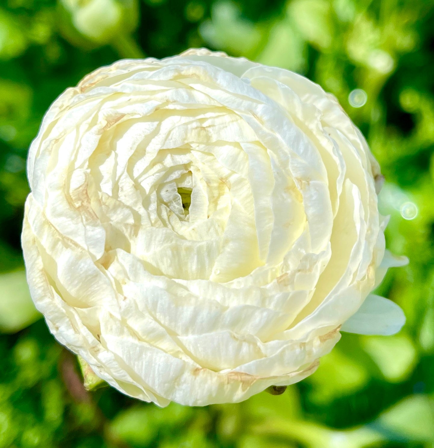 Italian Ranunculus 'Bianco 31-16' - 5 CORMS