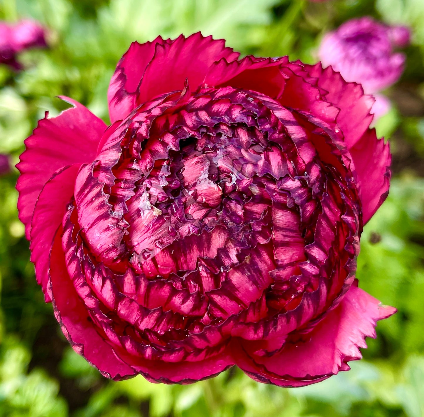 Italian Ranunculus 'Rosa Striato 69-16' - 5 CORMS