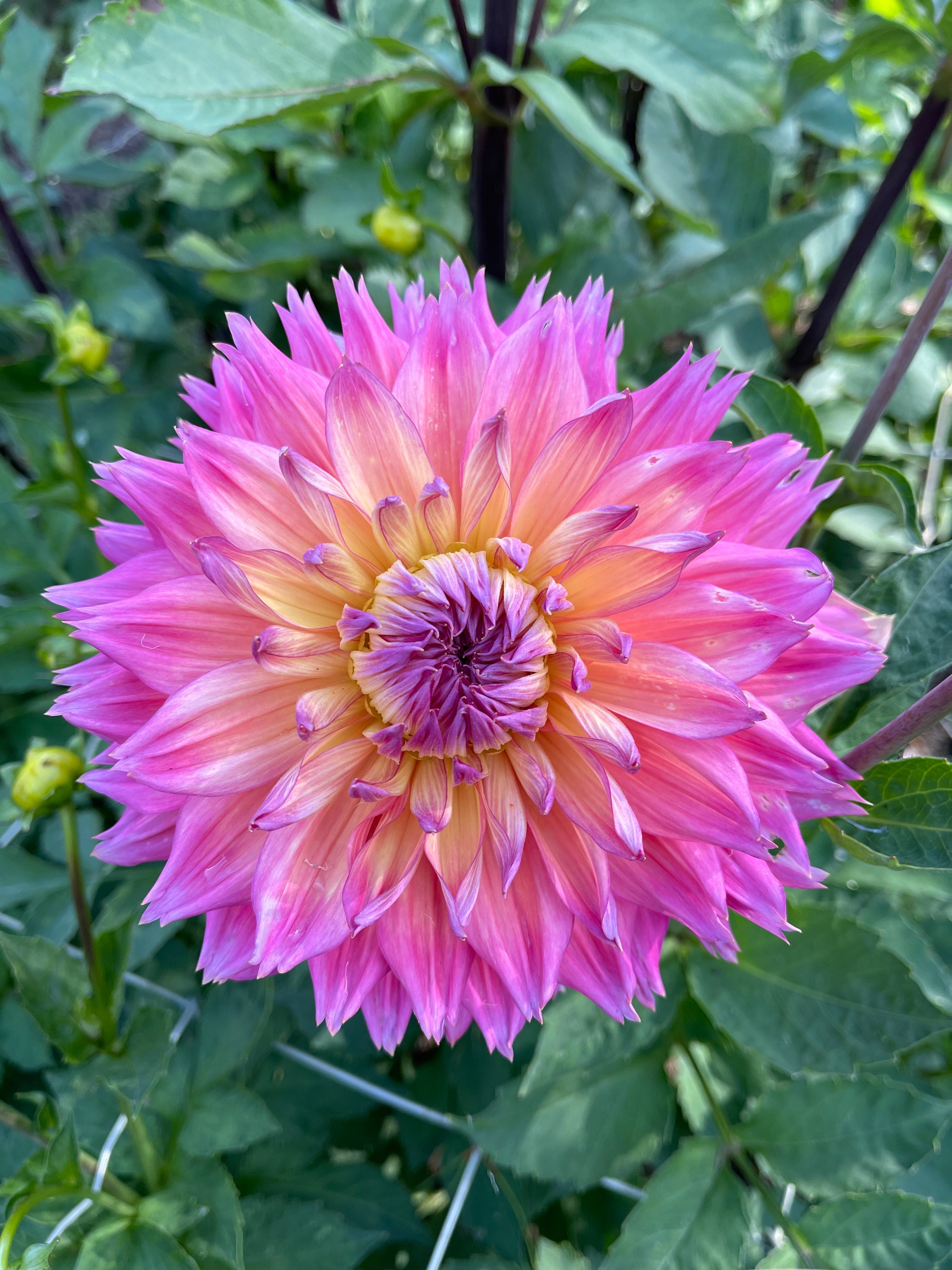 Humdinger – Southern Highlands Flower Farm