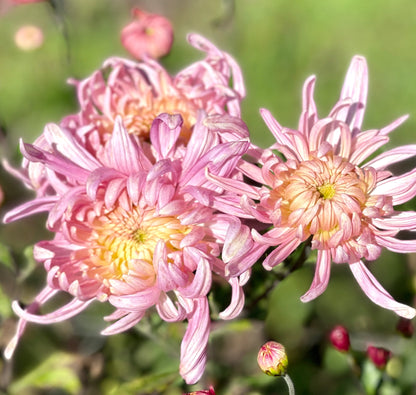 Heirloom Chrysanthemum - LUXOR