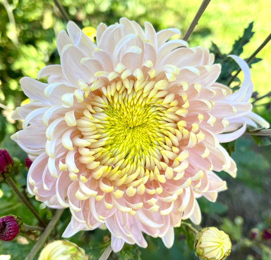 Chrysanthemum - SEATONS JE DORE