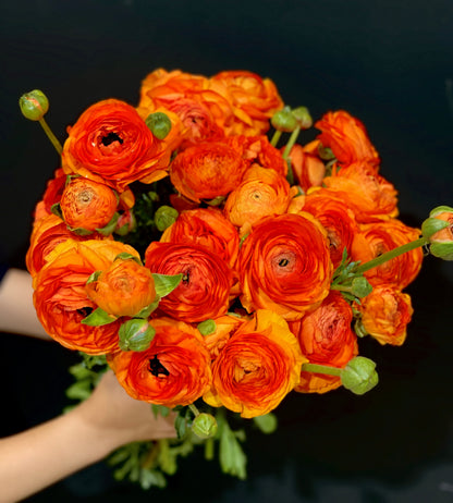 Italian Ranunculus 'Clementine 2548' - 5 CORMS