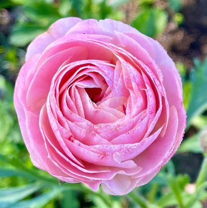 Italian Ranunculus Pink Mix - 5 CORMS