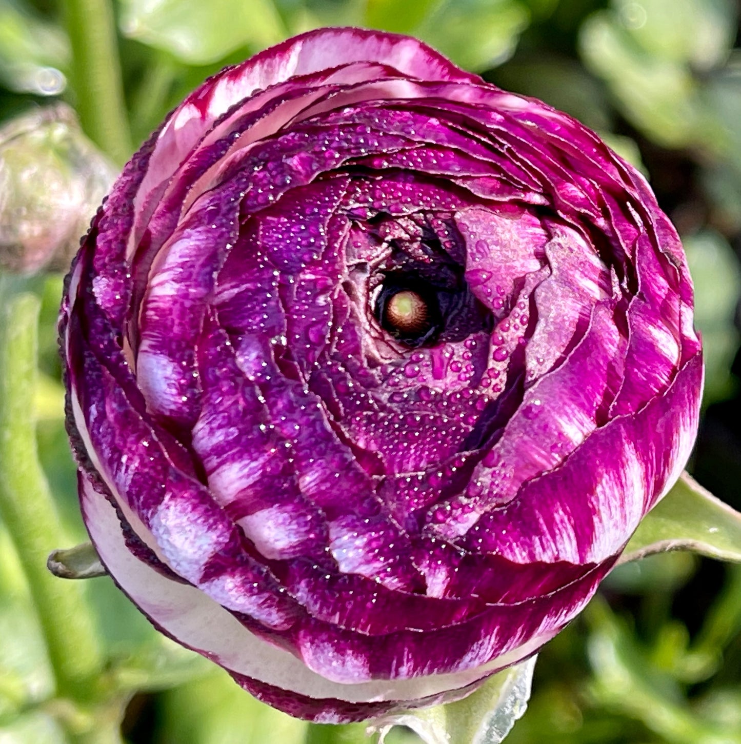 Italian Ranunculus 'Bianco Striato' Mix - 5 CORMS