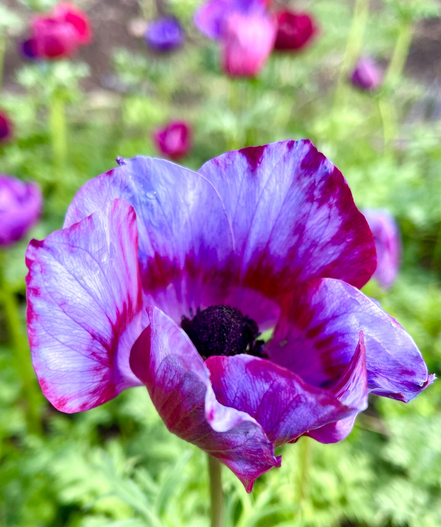 Italian Anemone Rainbow Mix - 5 CORMS