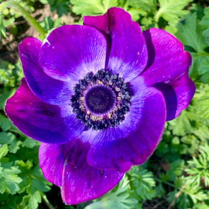 Italian Anemone Rainbow Mix - 5 CORMS