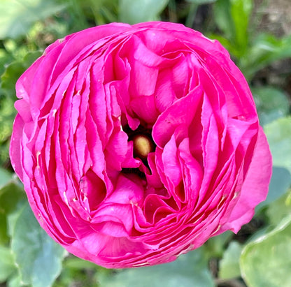 Italian Ranunculus Pink Mix - 5 CORMS