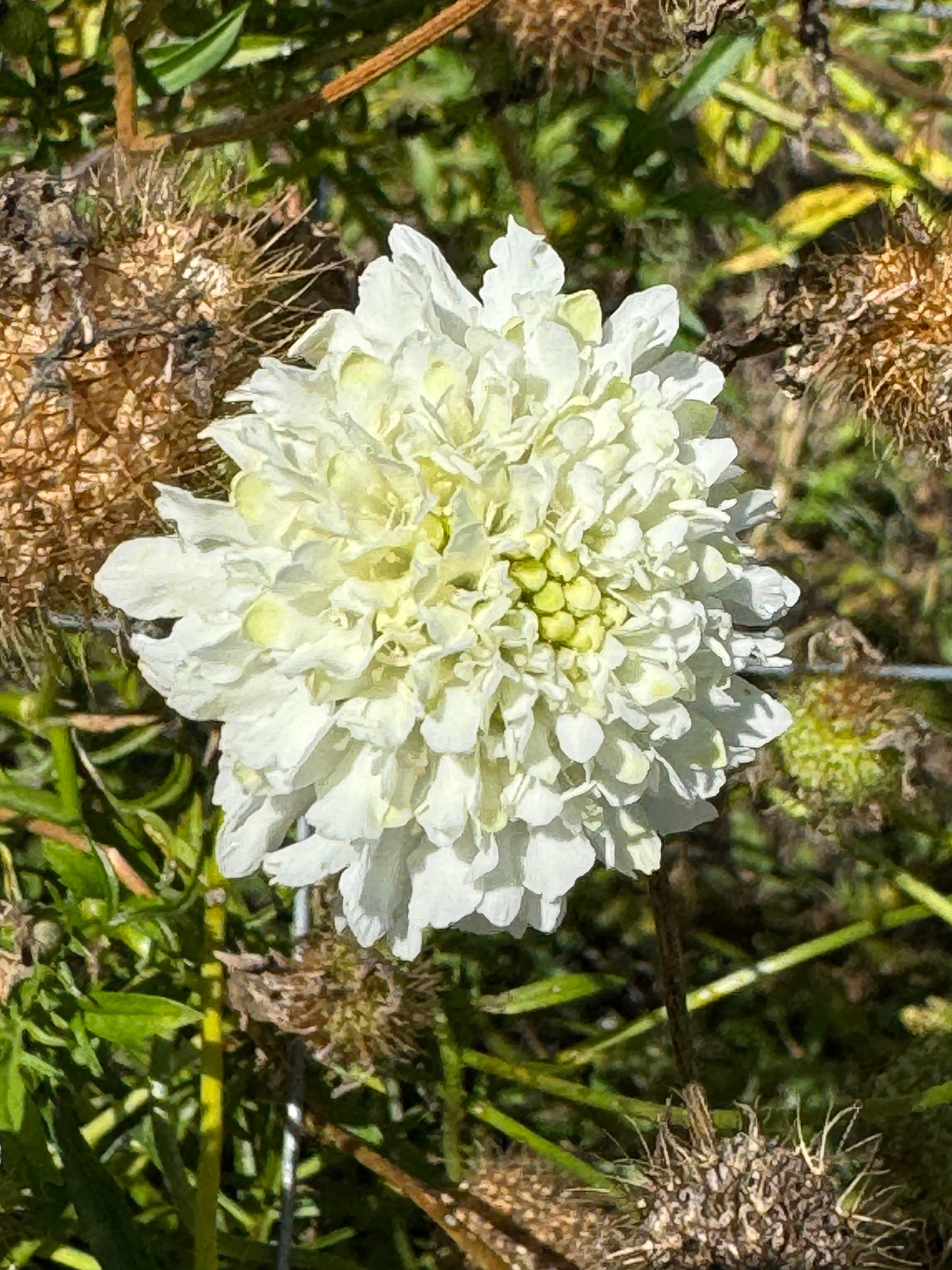 Scabiosa Seed Mix