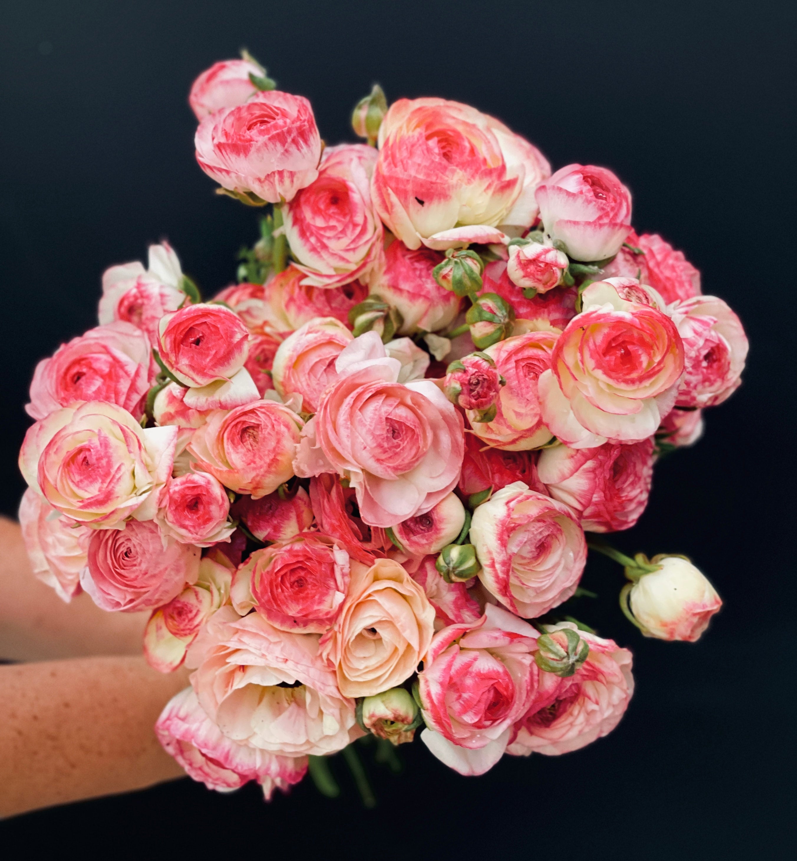 Italian Ranunculus Purple Ranunculus Corms – Southern Highlands Flower Farm