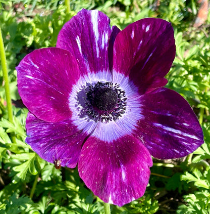 Italian Anemone Rainbow Mix - 5 CORMS