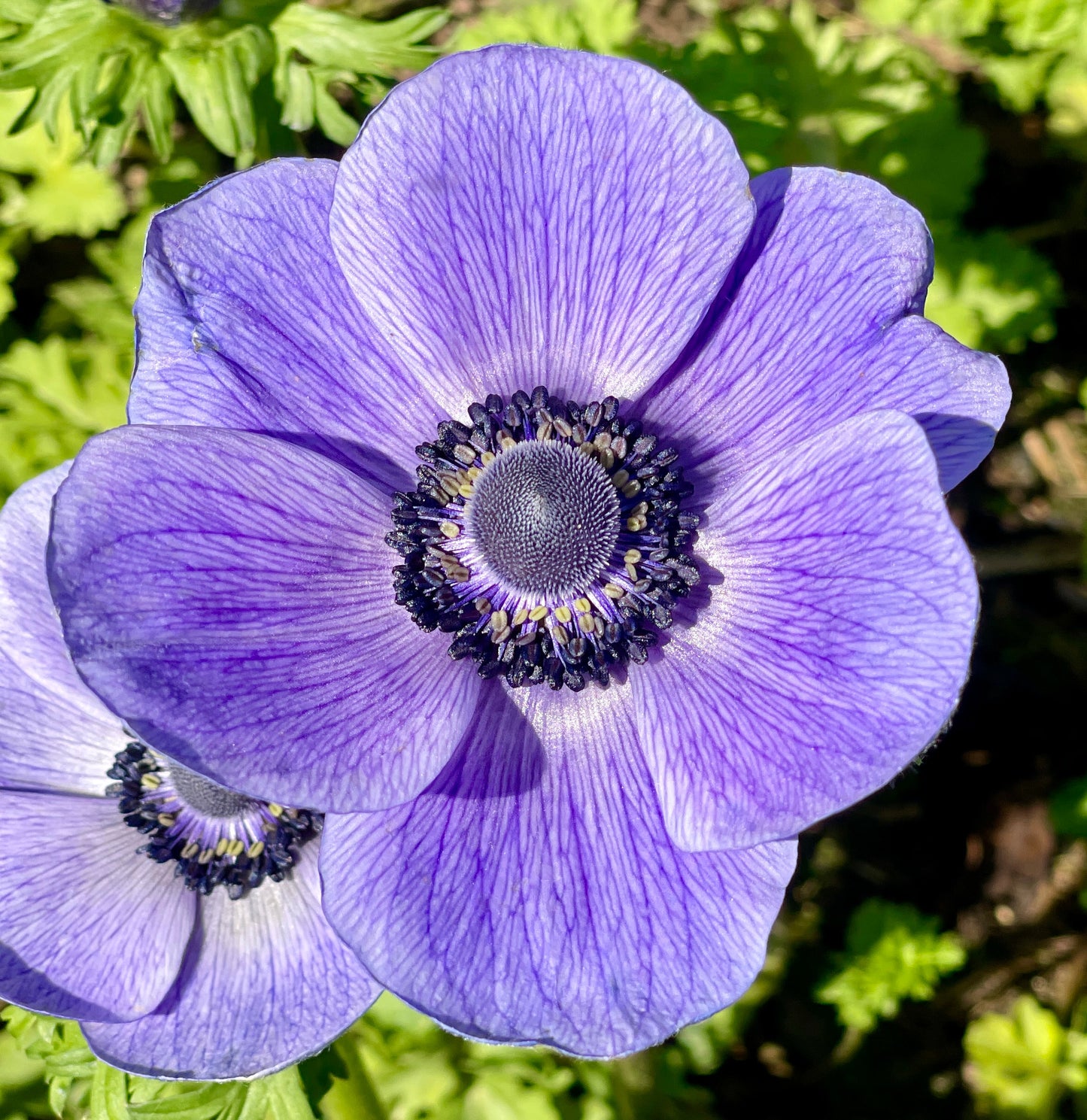 Italian Anemone Rainbow Mix - 5 CORMS