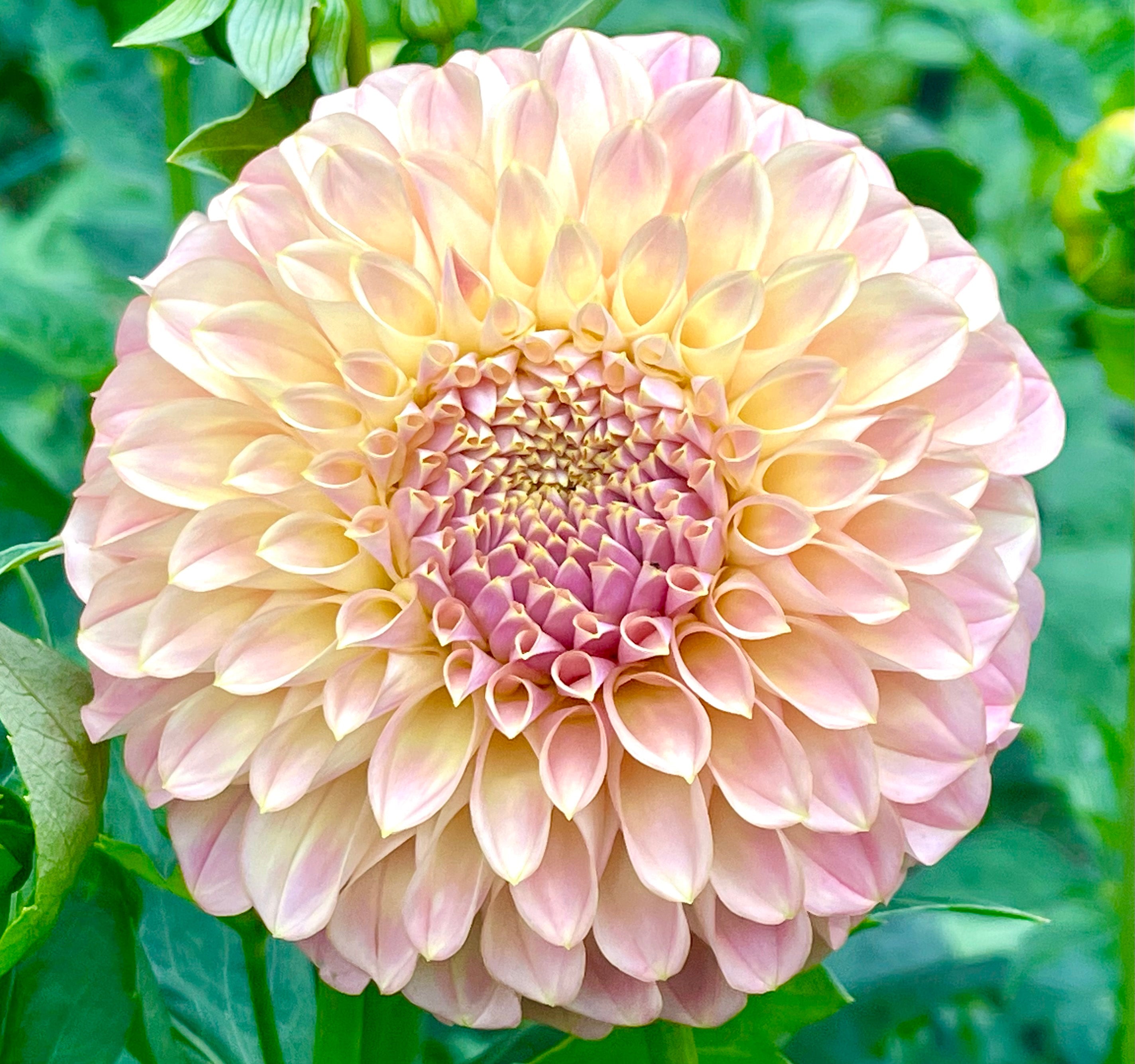Moonglow Coorabell Moonglow – Southern Highlands Flower Farm