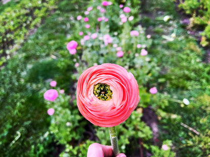 Italian Ranunculus 'Salmone' & 'Pastello' - 5 CORMS