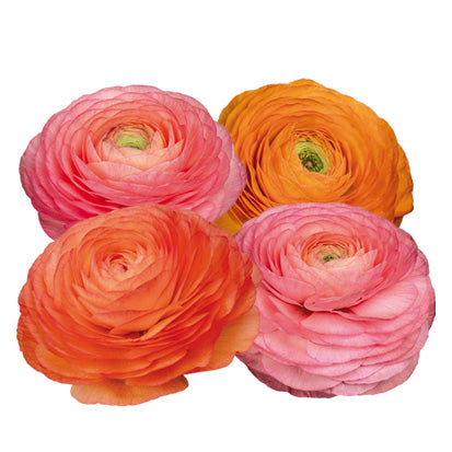 Italian Ranunculus 'Elegance Pastello 180-16' - 25 SEEDS