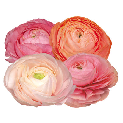 Italian Ranunculus 'Elegance Pastello 1PS18' - 25 SEEDS