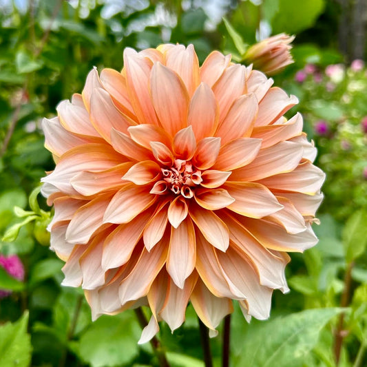 Peaches n’ Cream