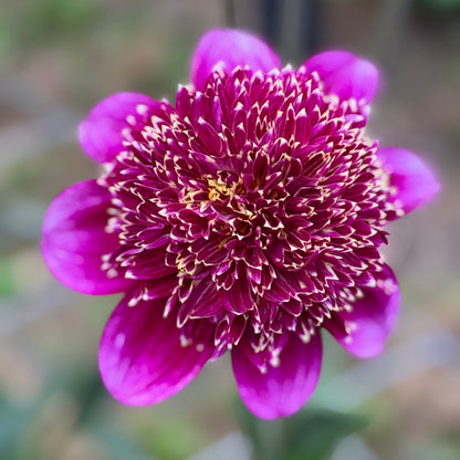 Penella