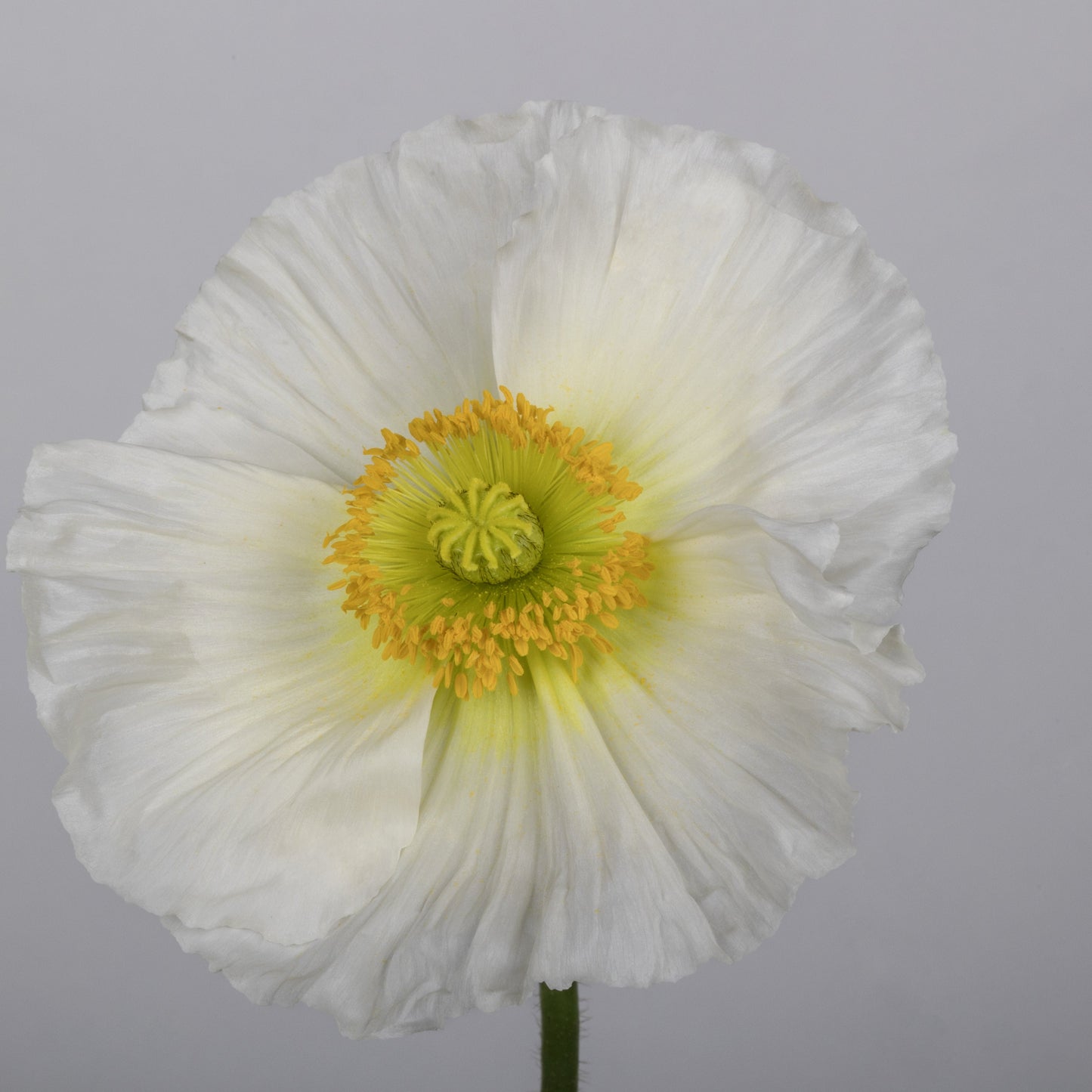 Italian Poppy 'Colibri Bianco’ - 25 SEEDS